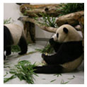 台湾台北动物园大熊猫馆